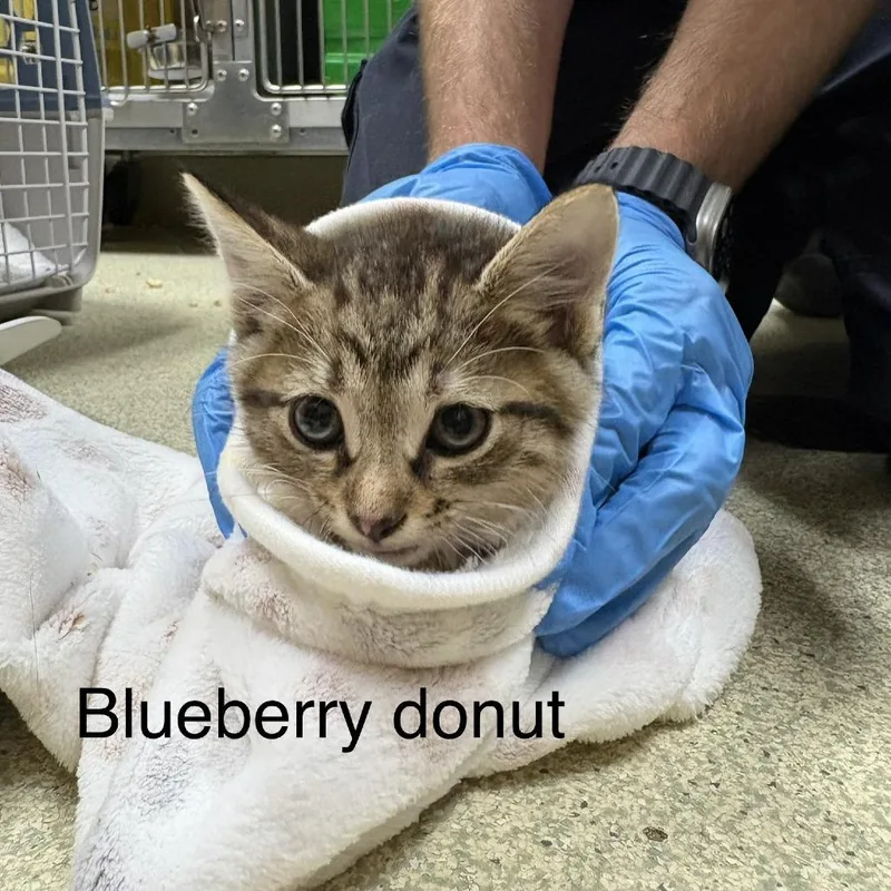 A baby small-sized female Brown / Chocolate Domestic Short Hair cat named Blueberry Donut for adoption in Windsor, VA