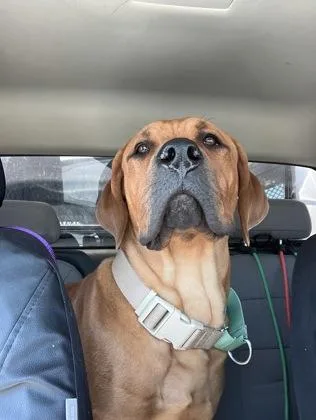 An adult extra large-sized male Cane Corso dog named King for adoption in Missoula, MT