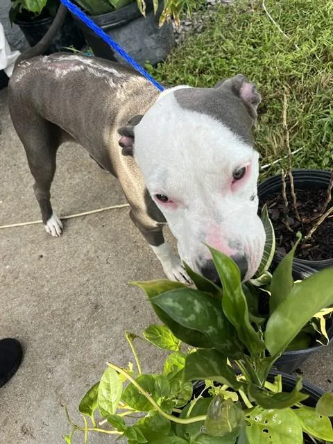 A young large-sized female Terrier dog named Elsa for adoption in Miami, FL
