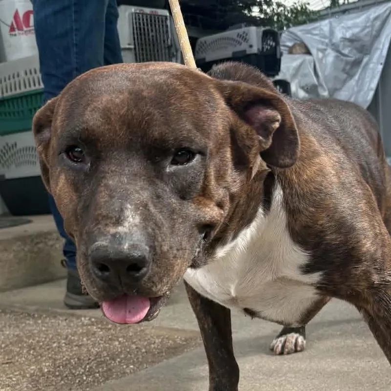 An adult large-sized male Pit Bull Terrier dog named Mocha for adoption in Stephenville, TX