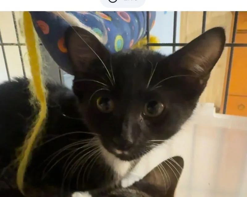 A baby medium-sized male Black & White / Tuxedo Domestic Short Hair cat named Lyric for adoption in Fort Myers, FL