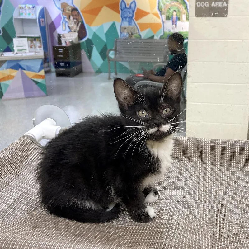 A baby small-sized female Black Domestic Short Hair cat named Winky for adoption in Memphis, TN