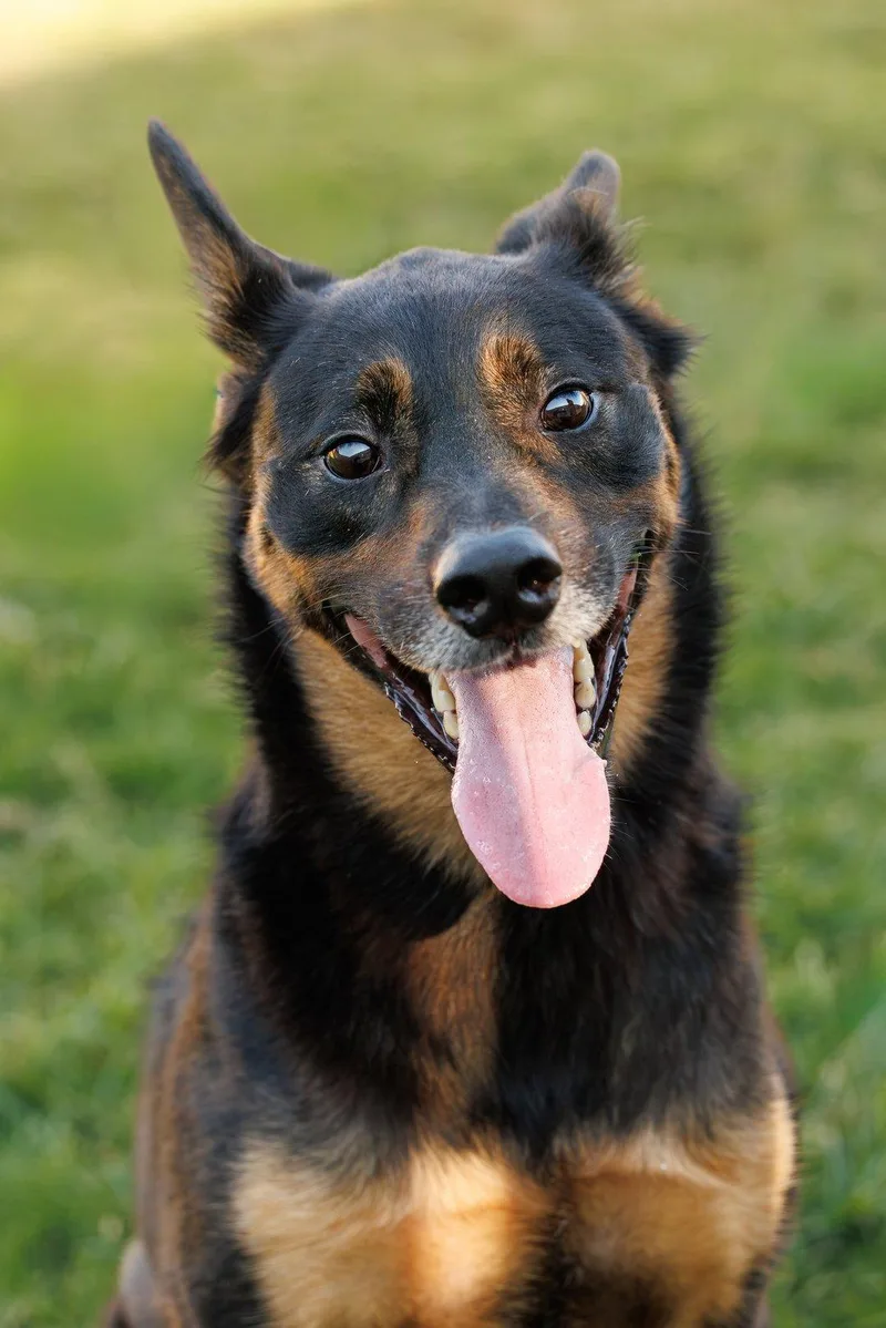 A senior large-sized male German Shepherd Dog dog named Marley for adoption in McKinney, TX