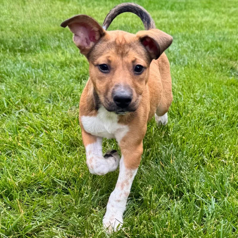 A baby small-sized female Yellow / Tan / Blond / Fawn Shepherd dog named Affection Pups: Lucinda for adoption in Falls Church, VA