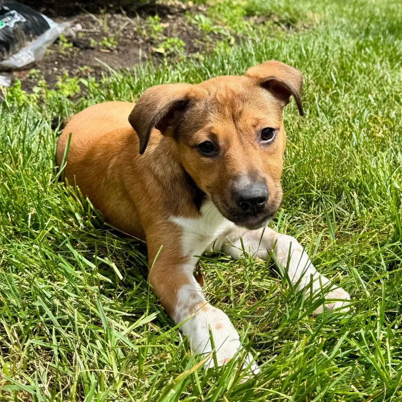 Affection Pups: Lucinda thumbnail 2