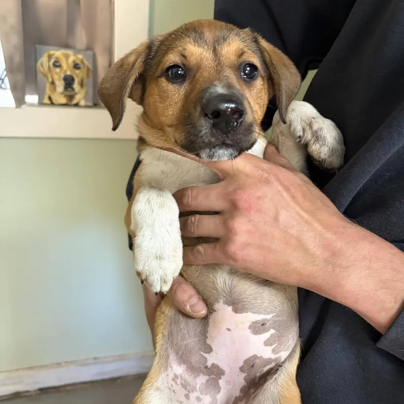 Affection Pups: Lucinda thumbnail 3