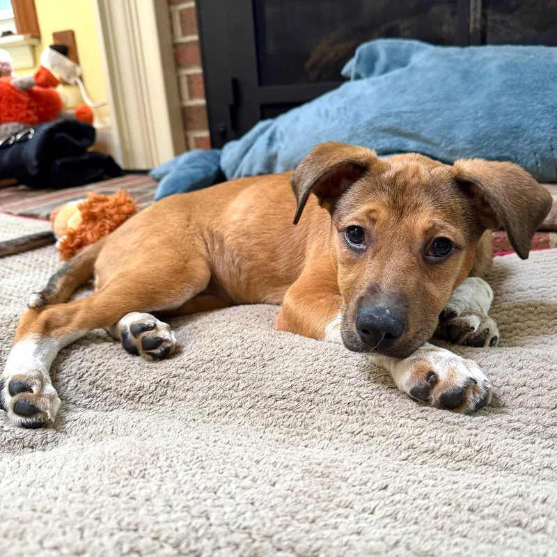 Affection Pups: Lucinda thumbnail 4