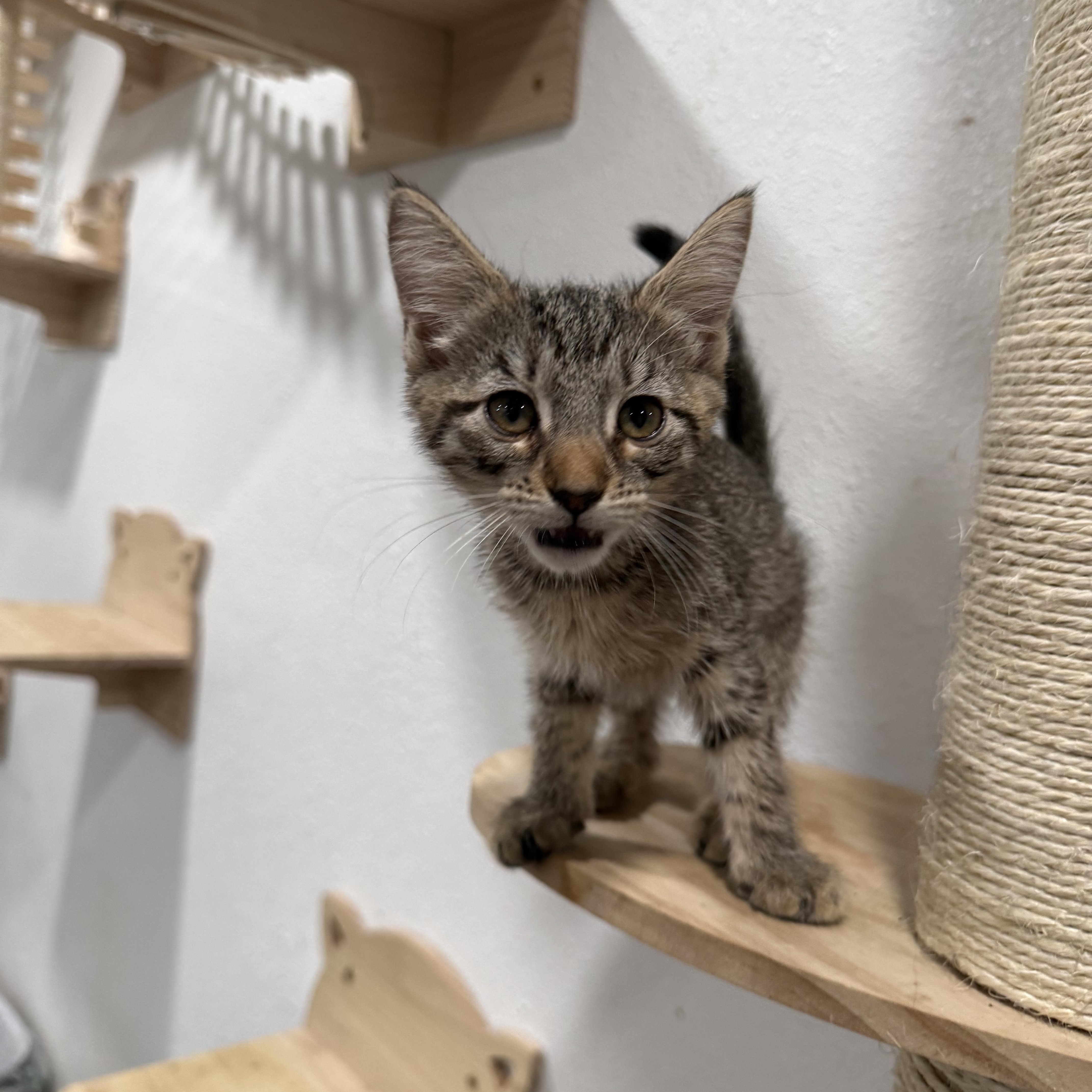 A baby medium-sized female Tabby (Brown / Chocolate) Tabby cat named Fink for adoption in Fresno, CA