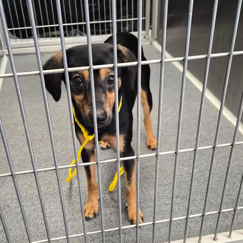 An adult small-sized male Terrier dog named Plush for adoption in Montgomery, AL