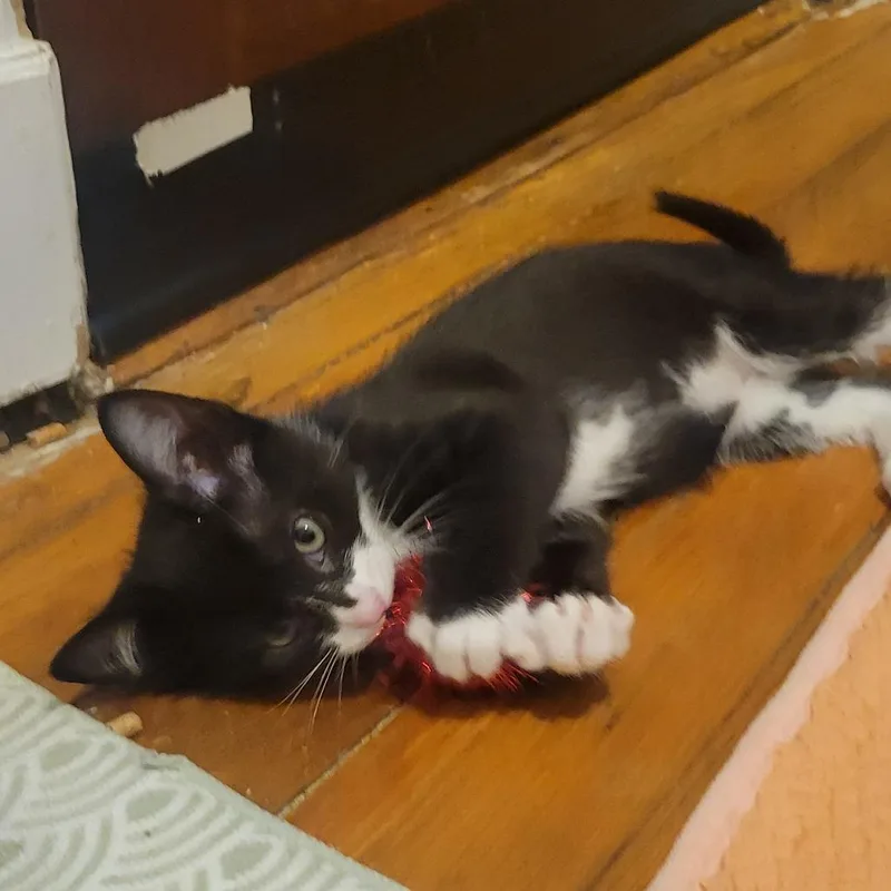 A baby small-sized male Black Domestic Short Hair cat named Ace Ventura for adoption in Wheeling, IL
