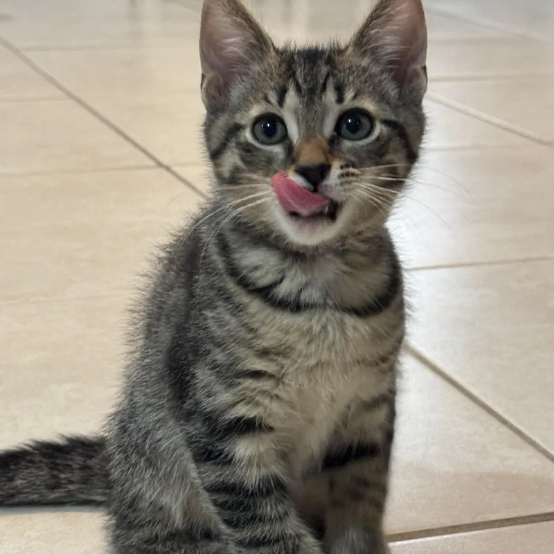 A baby medium-sized male Tabby (Brown / Chocolate) Domestic Short Hair cat named Topaz for adoption in Lauderhill, FL