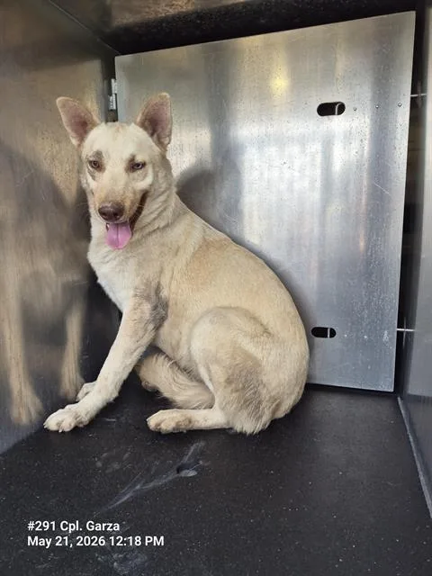 A young large-sized female Husky dog named Nanna for adoption in San Antonio, TX