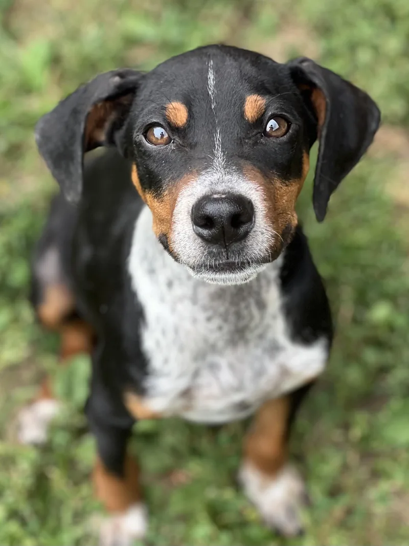 A baby medium-sized male Tricolor (Brown, Black, & White) Bluetick Coonhound dog named Loofy for adoption in Monroe, OH
