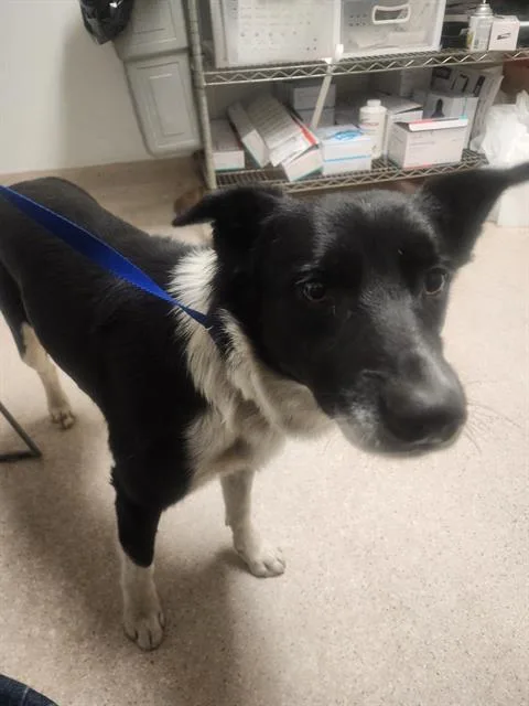 An adult medium-sized male Border Collie dog named Shelby for adoption in Bakersfield, CA