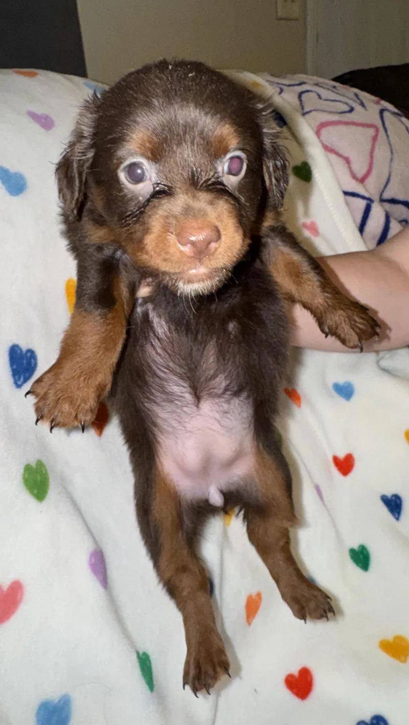 A baby small-sized female Brown / Chocolate Dachshund dog named Harper for adoption in Maiden, NC