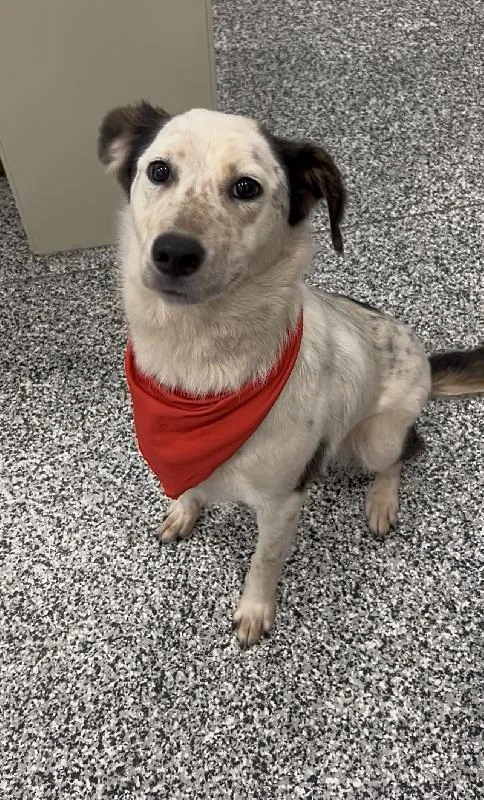 An adult medium-sized female Australian Shepherd dog named Candy for adoption in Aurora, IL