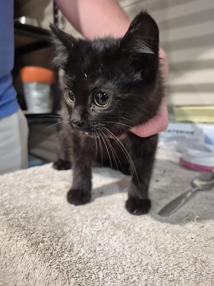 A baby small-sized female Black Domestic Short Hair cat named Harlow for adoption in Linton, IN