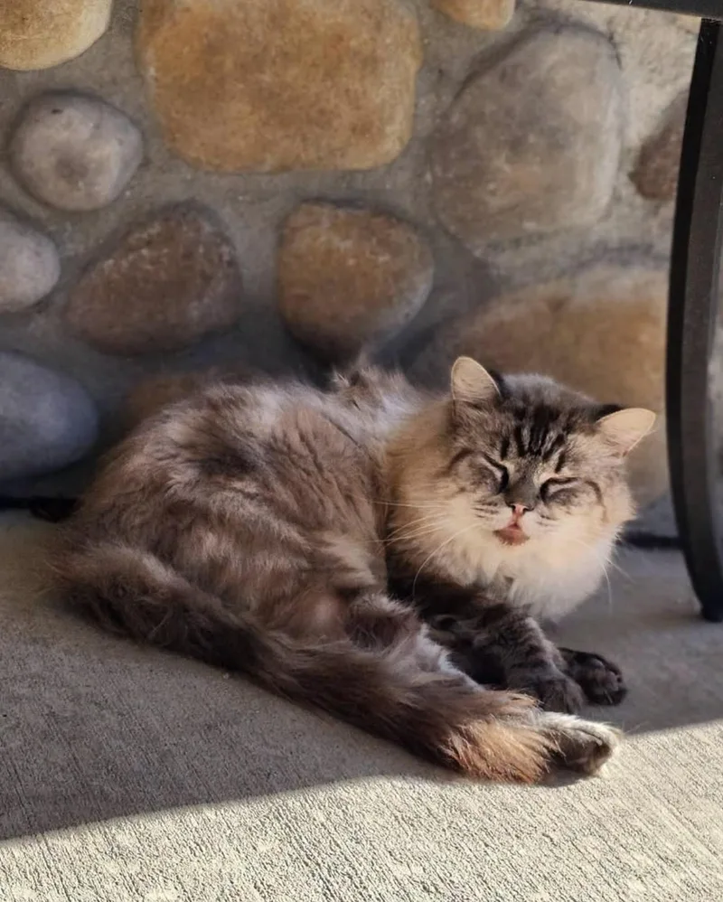 An adult medium-sized male Domestic Long Hair cat named Spartan for adoption in St. Ansgar, IA