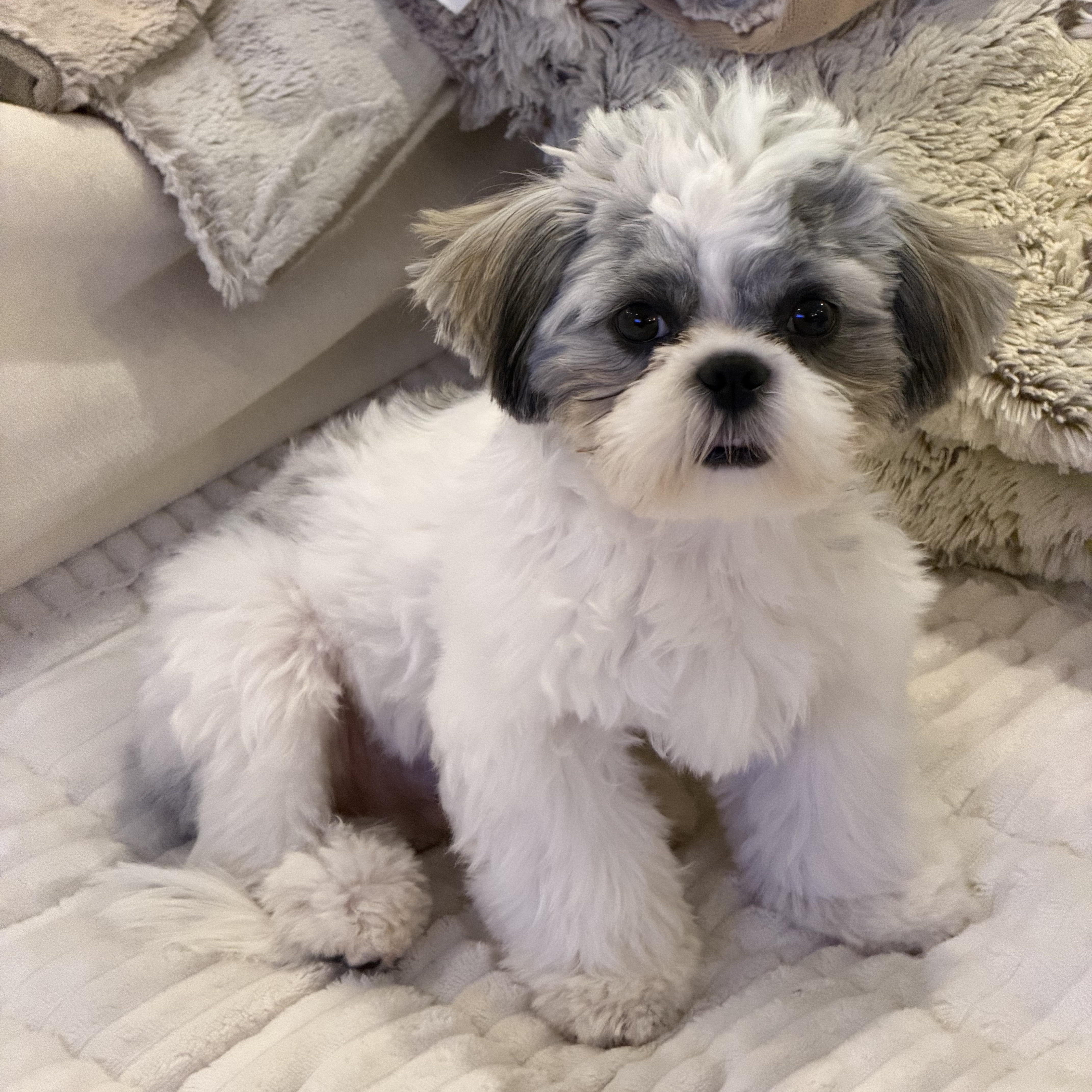 A baby small-sized male Shih Tzu dog named Cricket for adoption in Franklin, TN