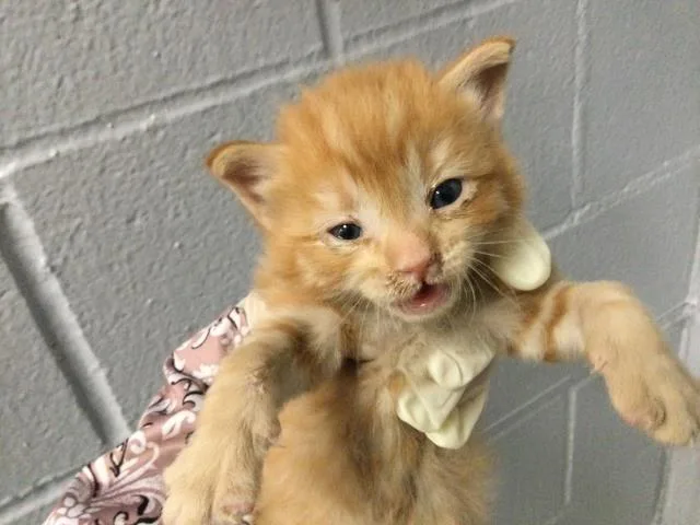 A baby small-sized male Domestic Short Hair cat named Saffron for adoption in Thousand Palms, CA