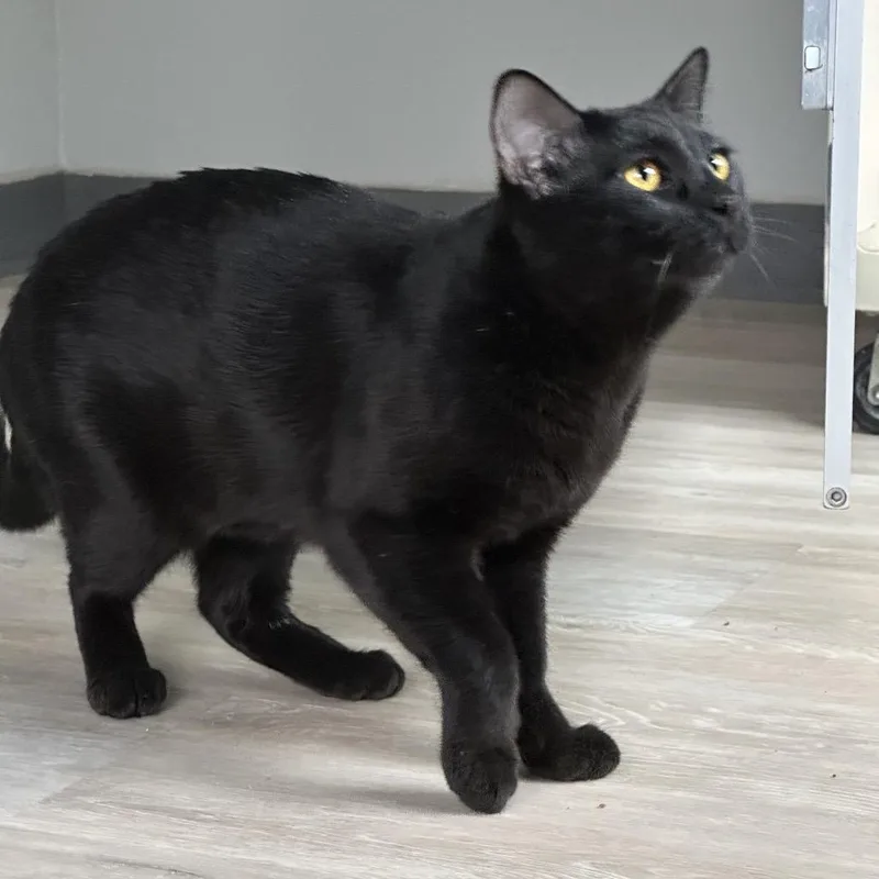 Mcgregor thumbnail 3