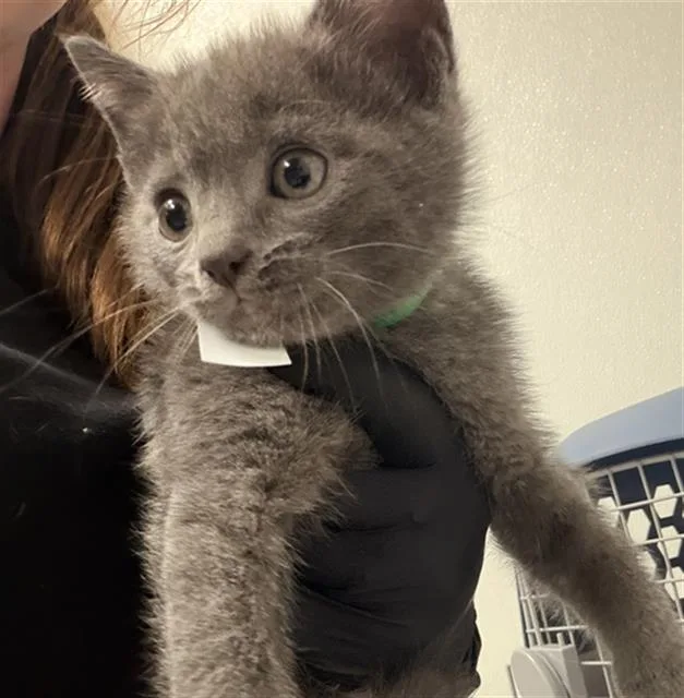 A baby medium-sized male Domestic Short Hair cat named A for adoption in Camarillo, CA