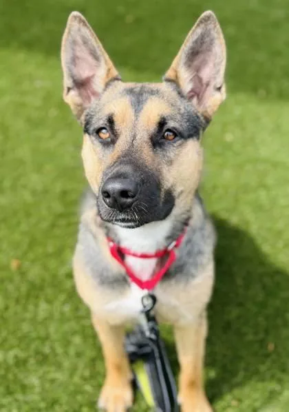 An adult medium-sized female Shepherd dog named April for adoption in Gastonia, NC