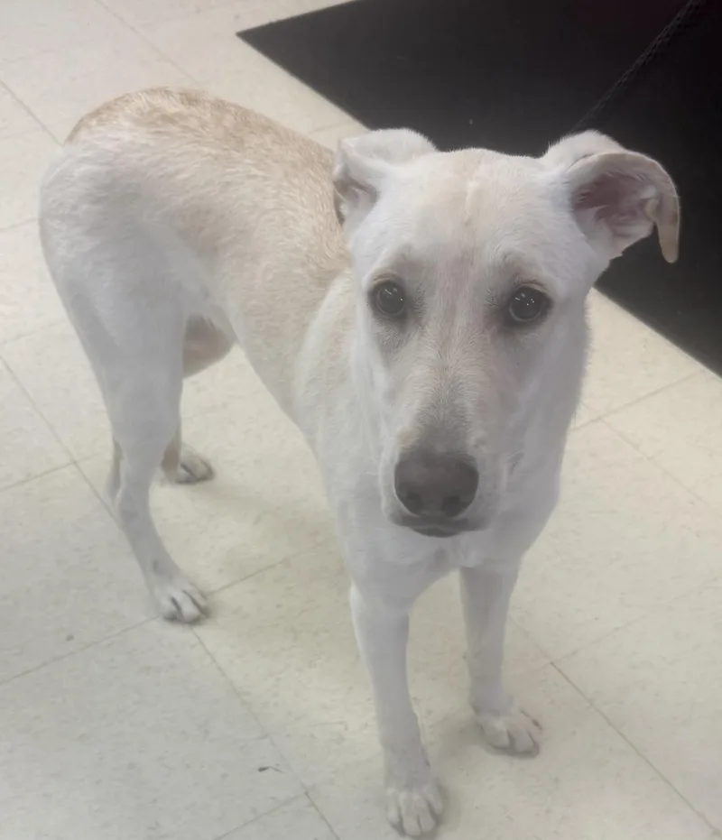 A young medium-sized female White / Cream Carolina Dog dog named Anne HOLD for adoption in Canton, OH