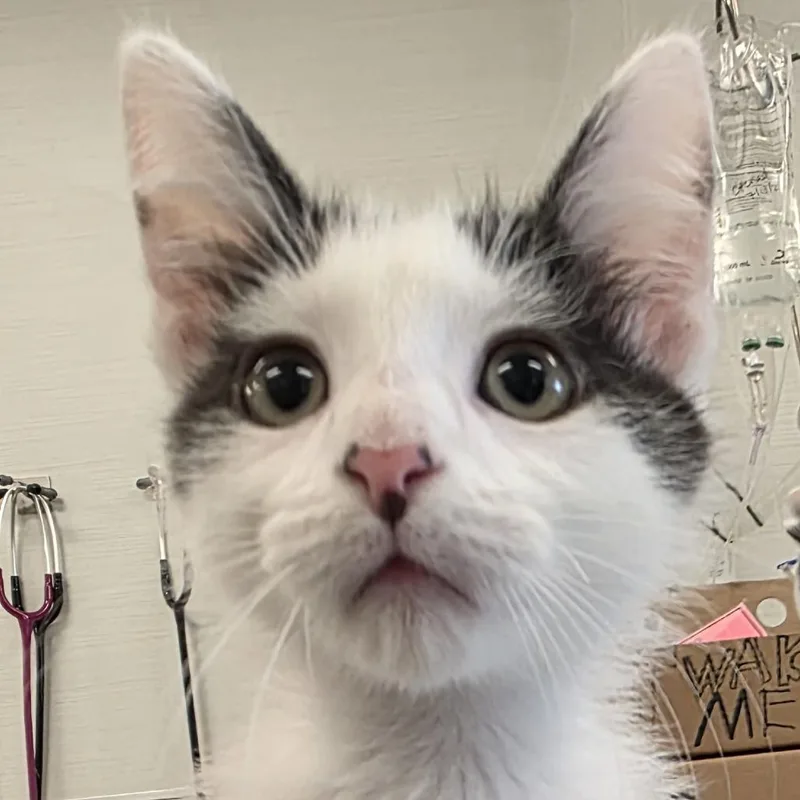 A baby small-sized male Black Domestic Short Hair cat named Mudkip for adoption in Novelty, OH