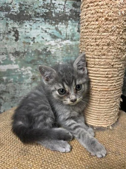 A baby small-sized female Domestic Short Hair cat named Maria for adoption in Paducah, KY