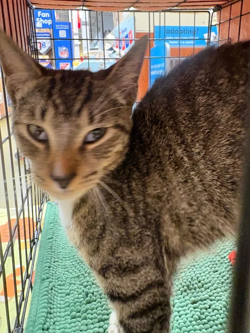 A young medium-sized male Domestic Short Hair cat named Otto for adoption in Yardley, PA