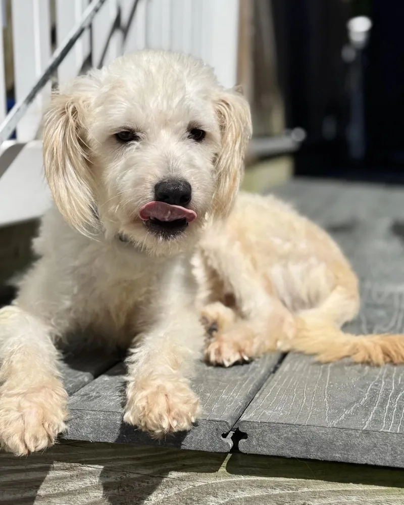 A young small-sized male Lhasa Apso dog named Kismet for adoption in New York, NY