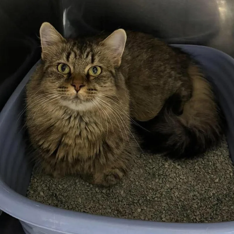 An adult medium-sized female Domestic Long Hair cat named Sweater for adoption in Edwardsville, IL
