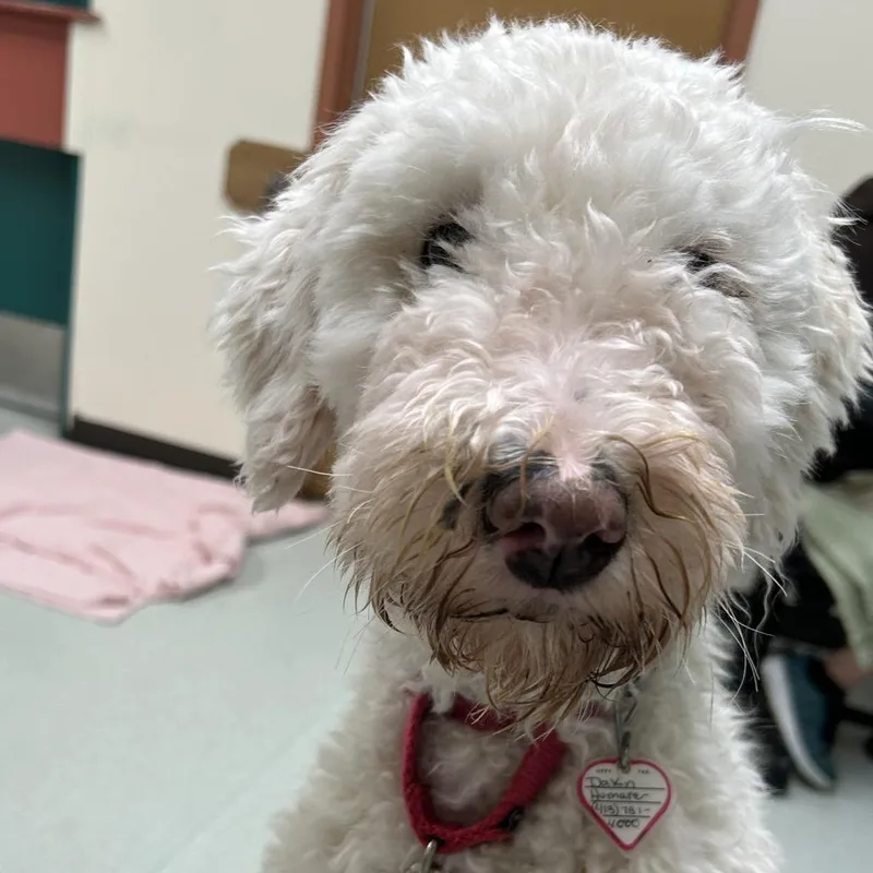 An adult small-sized female Yellow / Tan / Blond / Fawn Poodle dog named Layla for adoption in Springfield, MA