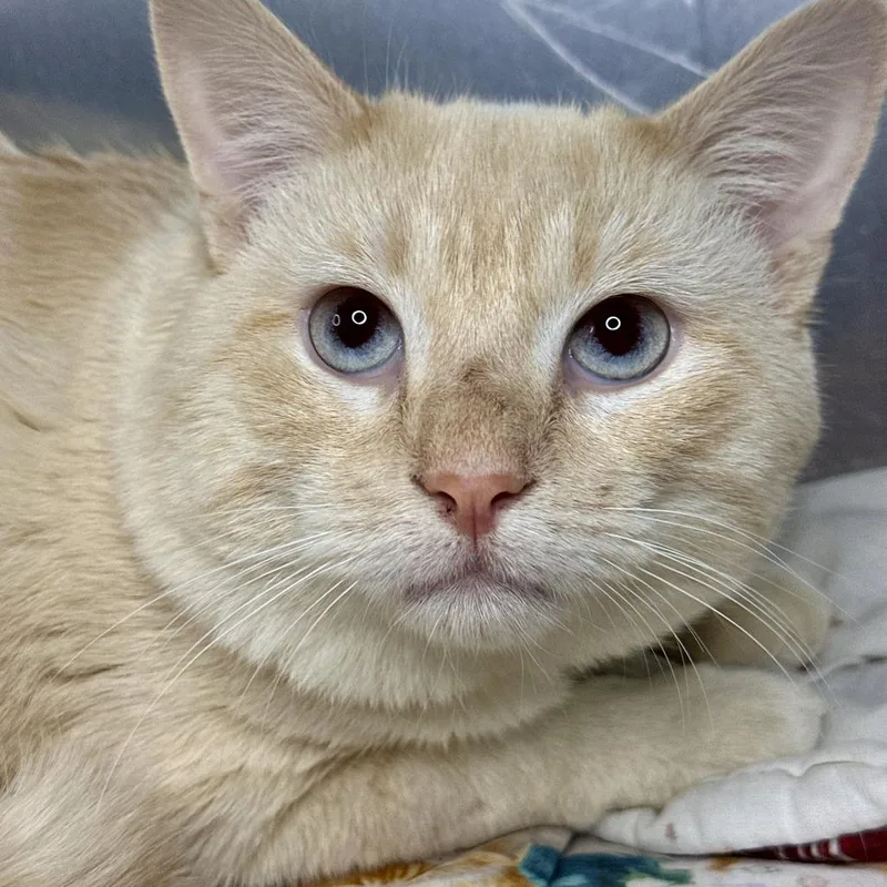 An adult large-sized male Siamese cat named Varys for adoption in Matteson, IL