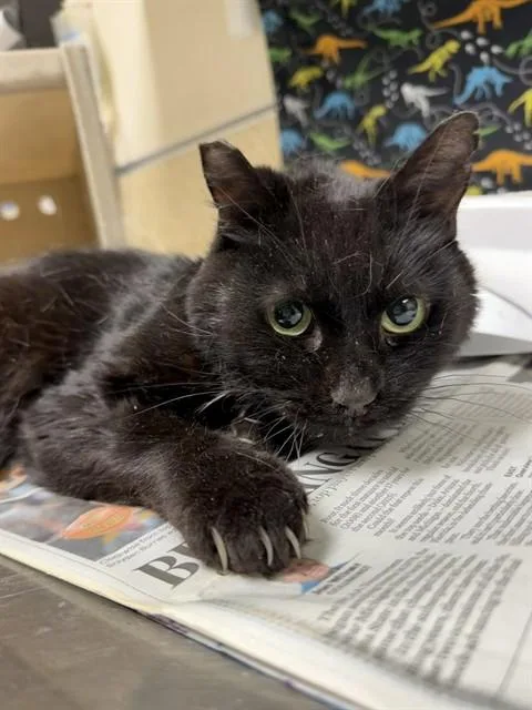 A senior small-sized male Domestic Short Hair cat named Boba for adoption in Riverside, CA