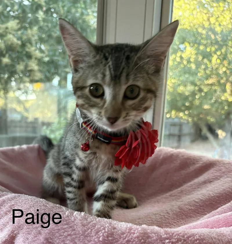 A baby medium-sized female Tabby (Gray / Blue / Silver) Tabby cat named Paige for adoption in Oakley, CA