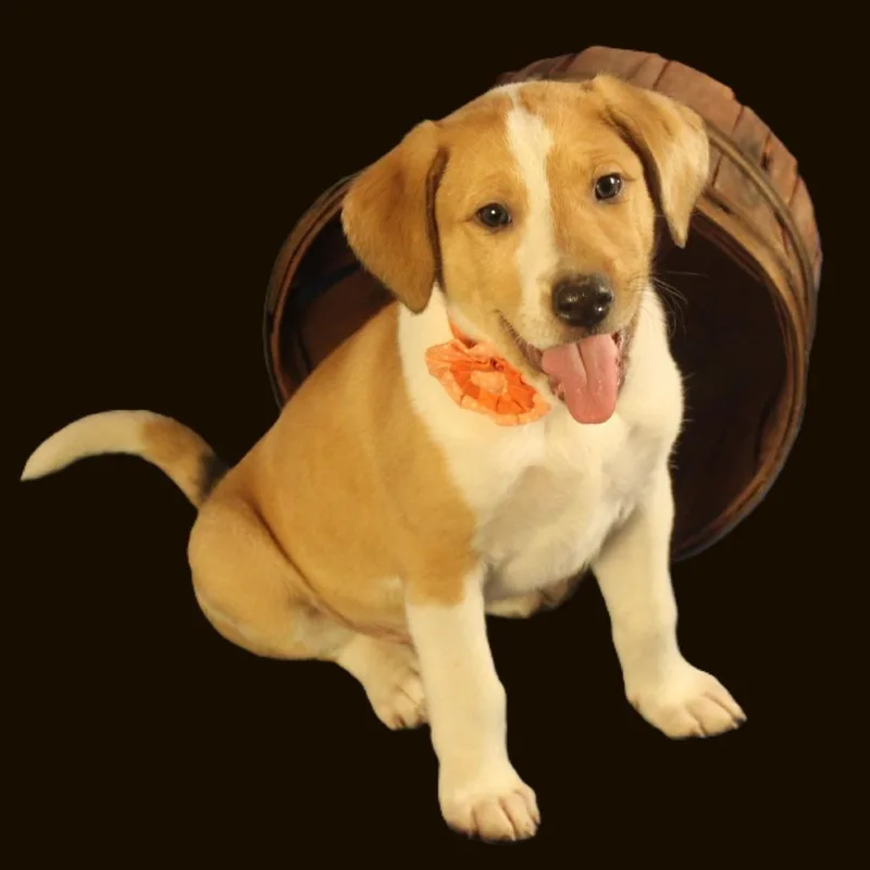 A baby medium-sized female Yellow / Tan / Blond / Fawn Mixed Breed dog named Jasmine for adoption in Cincinnati, OH