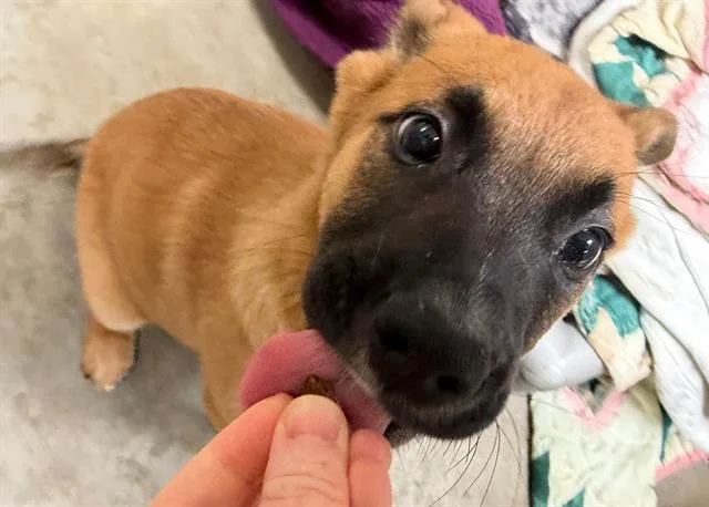A baby small-sized female German Shepherd Dog dog named Lillian for adoption in Santa Rosa, CA