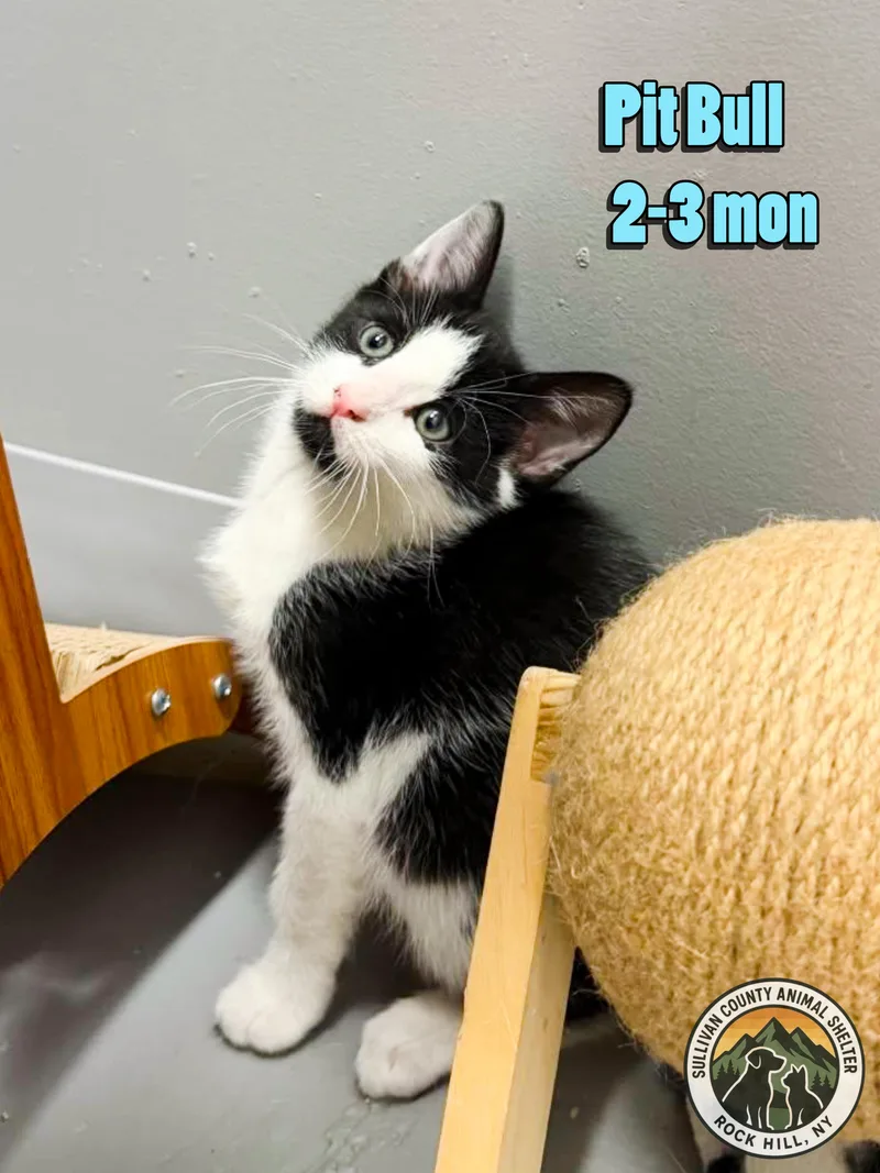 A baby medium-sized male Domestic Short Hair cat named Pit Bull for adoption in Rock Hill, NY