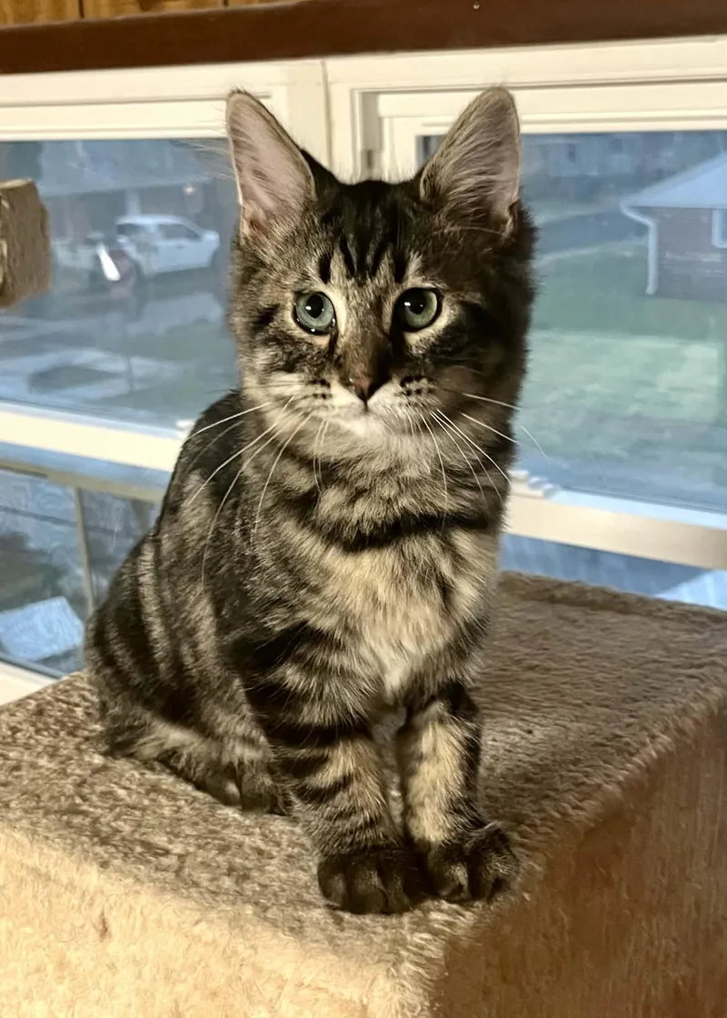 A young medium-sized male Domestic Medium Hair cat named Sir Purrs A Lot for adoption in Franklin, IN