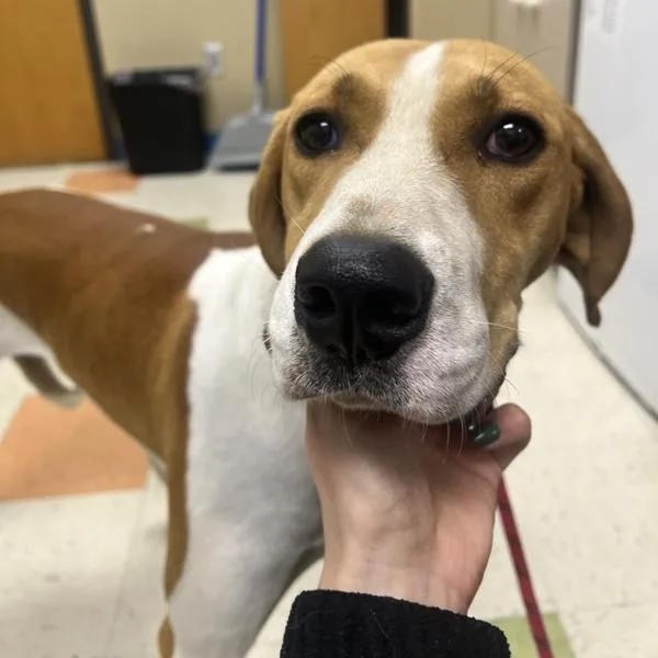 An adult large-sized male Coonhound dog named Jasper for adoption in Sioux City, IA