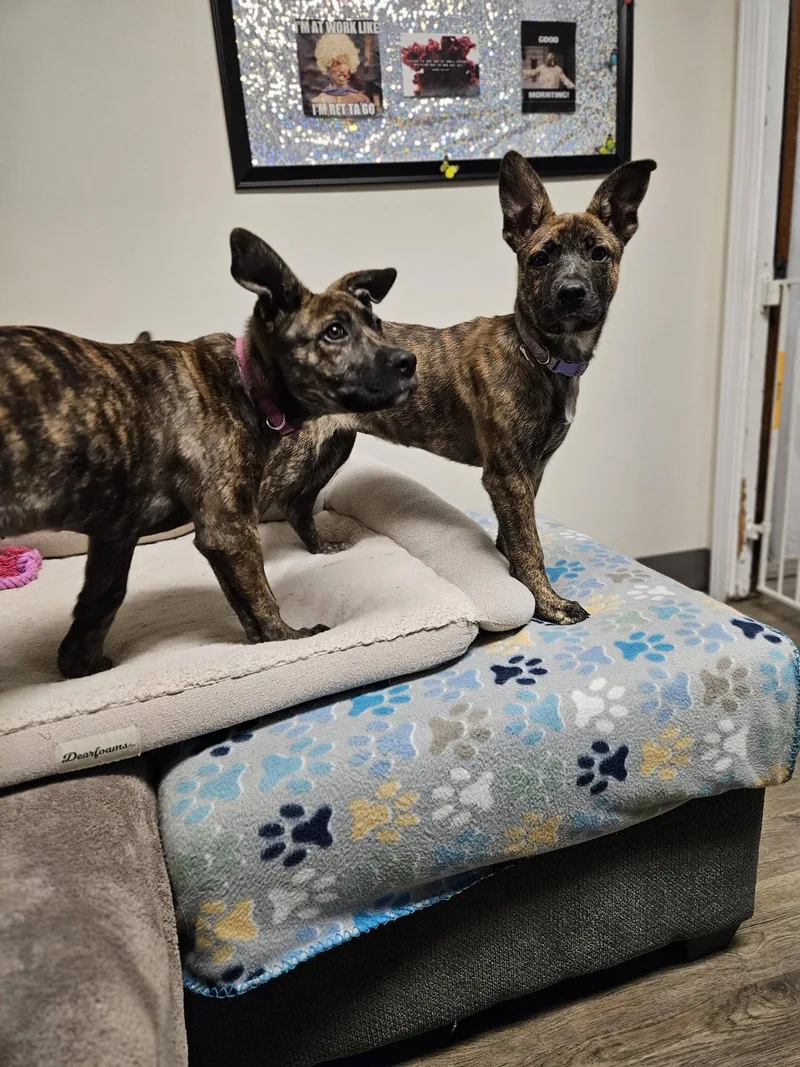 Carmella thumbnail 2