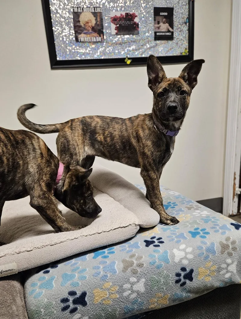 Carmella thumbnail 3