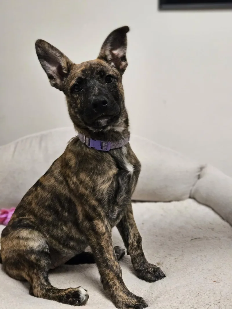 Carmella thumbnail 4