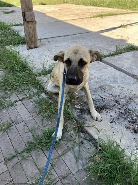 A young large-sized male Mixed Breed dog named Tanner for adoption in Dallas, TX