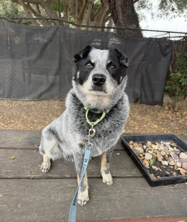 A senior medium-sized male Australian Cattle Dog / Blue Heeler dog named Marley for adoption in Santa Barbara, CA