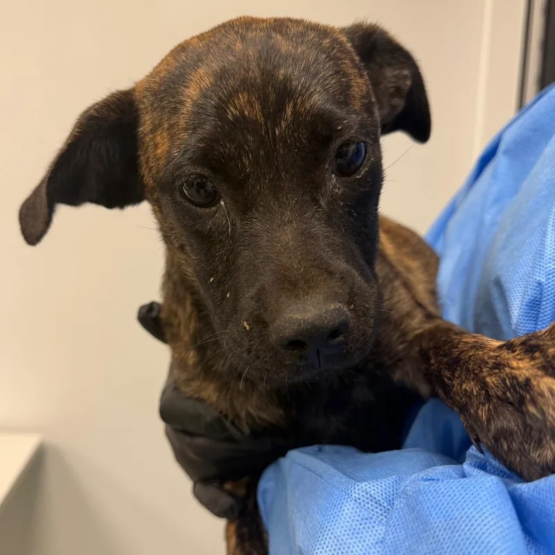 A baby small-sized female Black Mouth Cur dog named Tansy for adoption in Abilene, TX