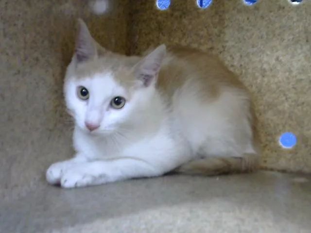 A baby medium-sized male Domestic Short Hair cat named Silas for adoption in Albuquerque, NM