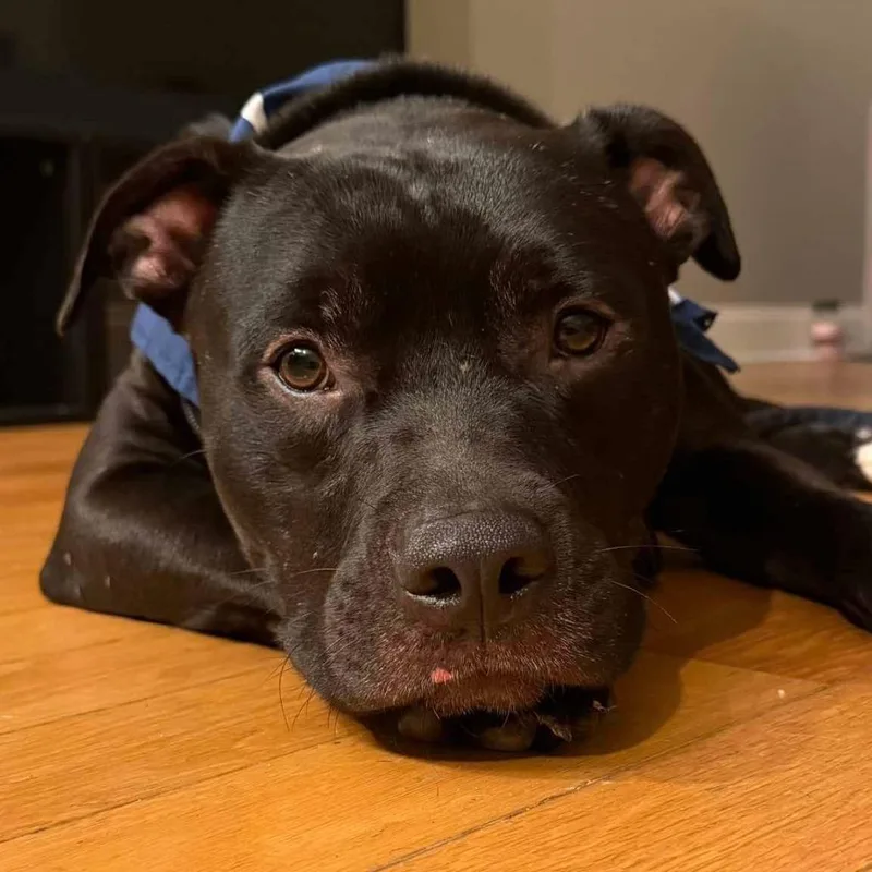 A baby small-sized male Black Staffordshire Bull Terrier dog named Dipper for adoption in Tampa, FL